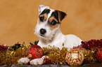 junger Jack Russell Terrier zu Weihnachten