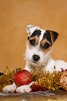 junger Jack Russell Terrier zu Weihnachten