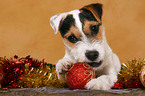 Jack Russell Terrier knabbert an Weihnachtsdeko