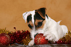 Jack Russell Terrier knabbert an Weihnachtsdeko