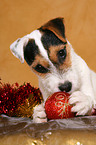 Jack Russell Terrier knabbert an Weihnachtsdeko