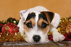 junger Jack Russell Terrier zu Weihnachten