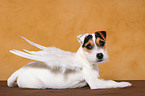 junger Jack Russell Terrier als Engel