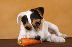 junger Jack Russell Terrier frisst Karotte