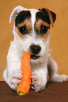 junger Jack Russell Terrier frisst Karotte