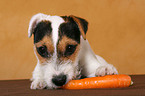 junger Jack Russell Terrier frisst Karotte