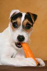 junger Jack Russell Terrier frisst Karotte