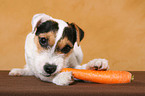 junger Jack Russell Terrier frisst Karotte