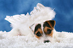junger Jack Russell Terrier als Engel