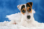 junger Jack Russell Terrier als Engel