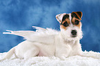 junger Jack Russell Terrier als Engel