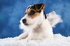 junger Jack Russell Terrier als Engel