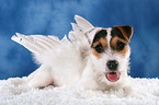 junger Jack Russell Terrier als Engel