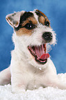 junger ghnender Jack Russell Terrier