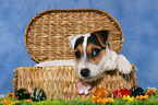 junger Jack Russell Terrier zu Ostern