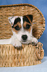 junger Jack Russell Terrier im Krbchen
