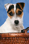 junger Jack Russell Terrier im Krbchen