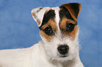 junger Jack Russell Terrier Portrait