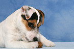 knabbernder junger Jack Russell Terrier