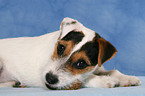 knabbernder junger Jack Russell Terrier