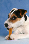 fressender junger Jack Russell Terrier