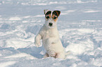 ser junger Jack Russell Terrier im Schnee