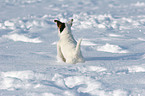 junger Jack Russell Terrier im Schnee