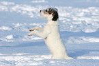 junger Jack Russell Terrier macht im Schnee Mnnchen