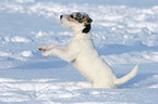 junger Jack Russell Terrier macht im Schnee Mnnchen