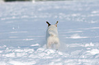 junger Jack Russell Terrier im Schnee