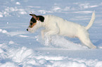 junger Jack Russell Terrier rennt im Schnee