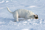 junger Jack Russell Terrier buddelt im Schnee