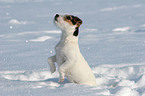 junger Jack Russell Terrier macht Mnnchen im Schnee