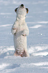 junger Jack Russell Terrier macht Mnnchen im Schnee