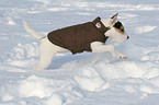 junger Jack Russell Terrier im Schnee