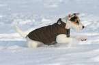 junger Jack Russell Terrier rennt im Schnee