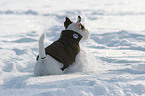 junger Jack Russell Terrier im Schnee