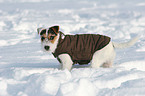 junger Jack Russell Terrier im Schnee