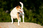 Jack Russell Terrier