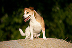 Jack Russell Terrier