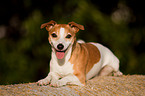 Jack Russell Terrier