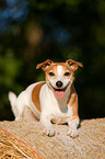 Jack Russell Terrier