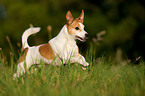 rennender Jack Russell Terrier