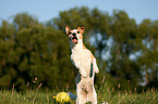 springender Jack Russell Terrier