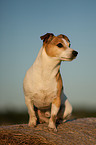 Jack Russell Terrier