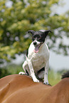 Jack Russell Terrier sitzt auf Pferd