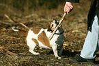 spielender Jack Russell Terrier