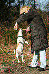 spielender Jack Russell Terrier