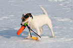 junger Jack Russell Terrier im Schnee