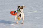 junger Jack Russell Terrier spielt im Schnee